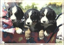 Hunde Welpen Kinderwagen