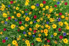 3000+ (10 g) Samen Sommer Blumen Wiesen Mischung Bienen Wildblumen Bunte Wiese