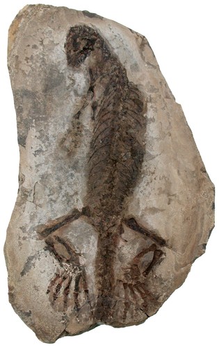 Perm claudiosaurus germaini - ,