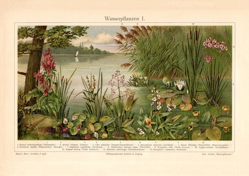 Wasserpflanzen historischer - wasserpflanzen, i.