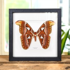Weiblicher atlas taxidermie - weiblicher,