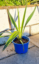 YUCCA GLORIOSA Palme Palmlilie