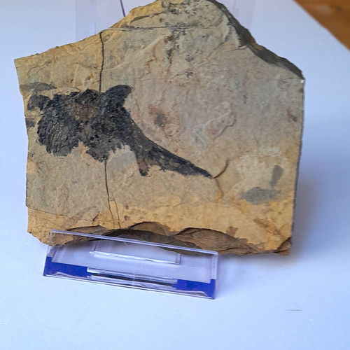 Fossiler fisch - fossiler,