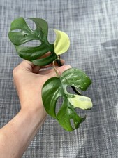 Rhaphidophora Tetrasperma