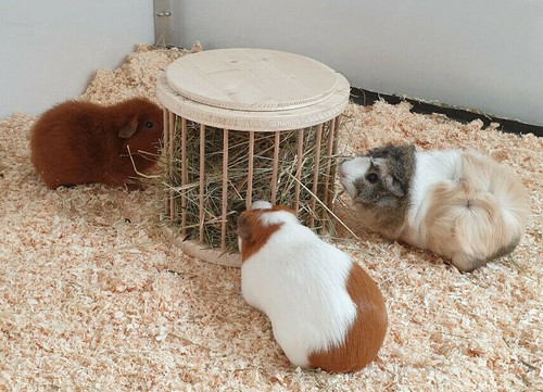 Heuraufe meerschweinchen - heuraufe,
