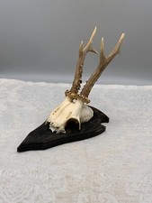 REH REHBOCK GEWEIH MONTIER AUF