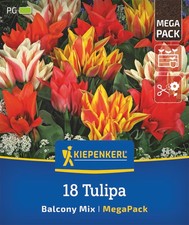 Kiepenkerl Mega-Pack Botanische Tulpen Balkonzauber, 18 Stück Blumenzwiebeln