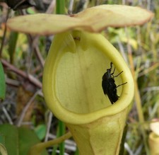 SAMEN fleischfressende