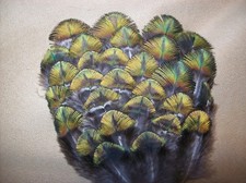 15 Federn Pfau Buntschimmer 5