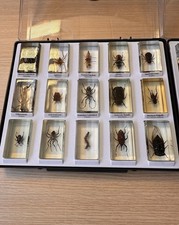 Mini Biester Insekten Sammlung