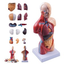 28cm Anatomie Körpermodell
