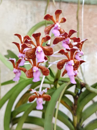 Vanda limbata - , 01