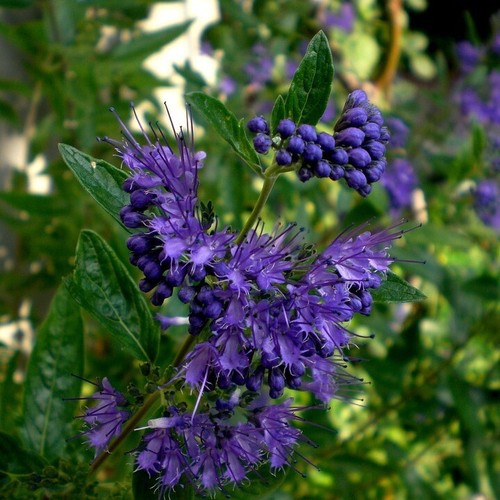 Bartblume kew blue dunkelblaue - bartblume,
