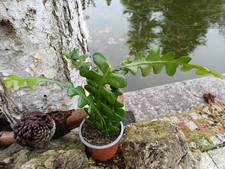 Sägeblattkaktus (Blattkaktus) Epiphyllum Anguliger im Topf