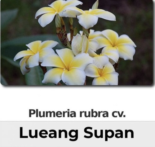 Plumeria rubra lueang - rubra,