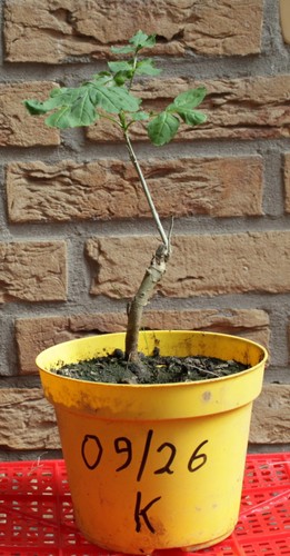Kastanienbaum setzling - 1,