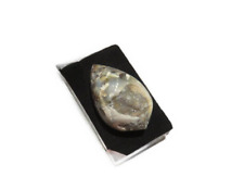 Quarz Muschel - Schnecke