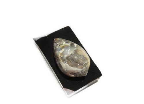 Druzy muschel schnecke - ,