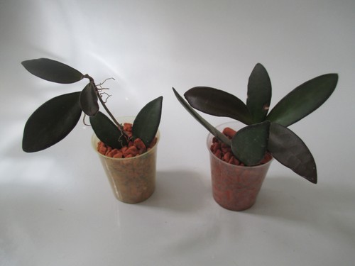 Hoya rosita - cv.,