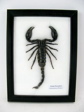 2te Wahl - ein echter