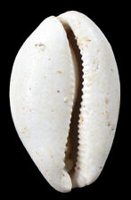 Miozän  Sehr seltene Trona