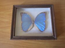 MORPHO MENELAUS BRASILIEN