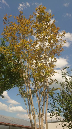 Kreppmyrte lagerstroemia - kreppmyrte, (lagerstroemia