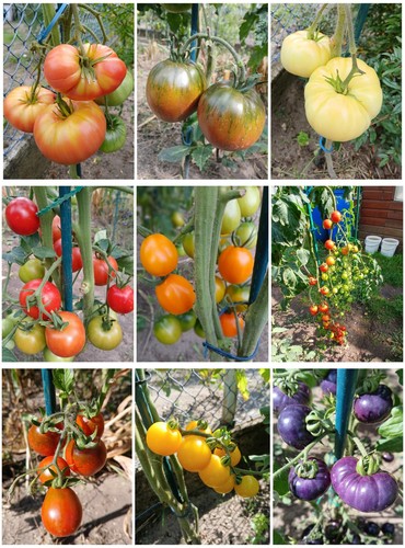 Tomatensamen verschiedene