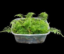 Thuja Moos, Thuidium tamariscin, lebend, Terrarien Moos Pflanzen, Flaschengarten