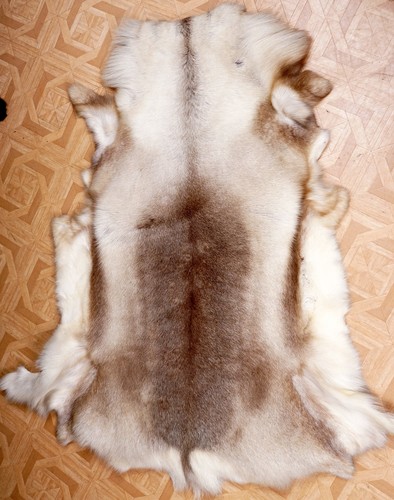 Schönes rentierfell reindeer - ,