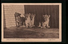 Ansichtskarte Leipzig, Vier junge Löwen im Zoo 