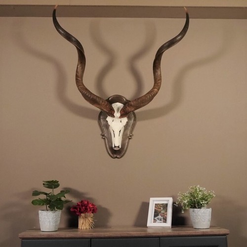 Kudu antilope schädeltrophäe - kudu,