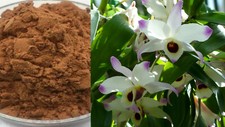 Dendrobium nobile Extrakt