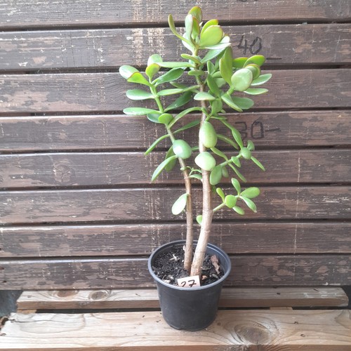 Geldbaum pfenningbaum crassula - geldbaum,