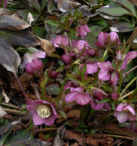 Rote lenzrose helleborus - rote,