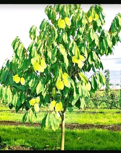 Indianer banane pawpaw viele - indianer-banane,