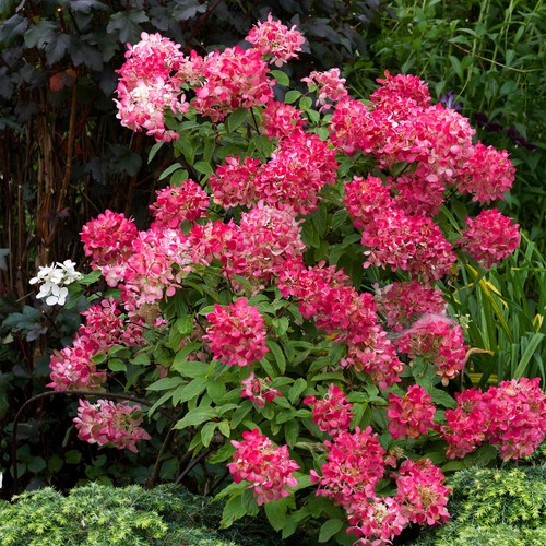 Rispen hortensie hydrangea - rispen,
