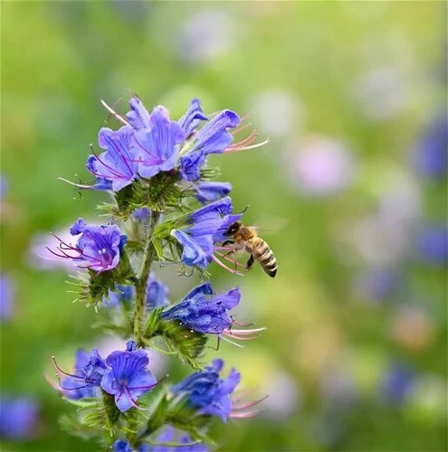 Geschenk insekten saatgut - geschenk, insekten-saatgut