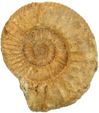 Malm  Crussoliceras  Großer