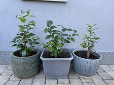 Zitronenbaum Zitronenbäume Zitronen veredelt