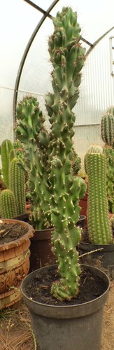 Kakteen kaktus cereus - –,