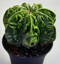 Ausgefallener Astrophytum