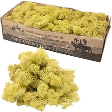 Karton Islandmoos Altgrün -