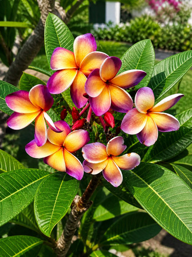 Sale2648 frangipani peach - sale2648,