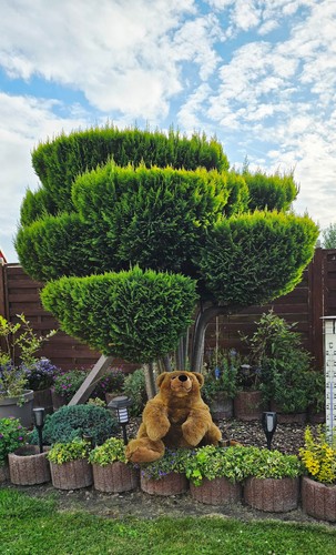 100cm steiff urs - 100cm,