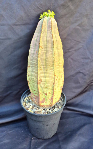 Euphorbia obesa xxl - euphorbia,