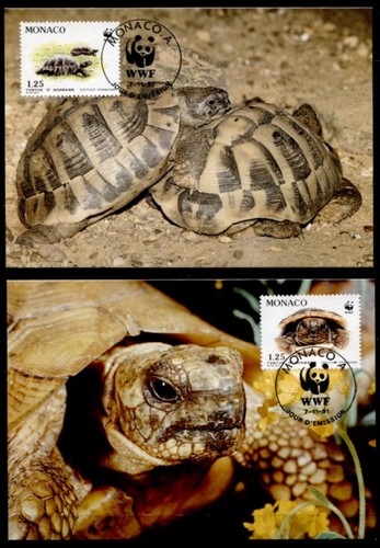 Wwf schildkröten griechische - wwf, schildkröten.