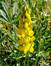 gelbe Süßlupine Samen