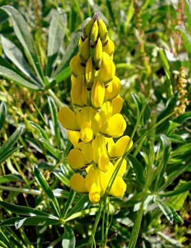 Gelbe süßlupine samen - gelbe,