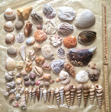 Natur Muschel Mix, gemischte Größen, Deko Muscheln, Meer, Strand.